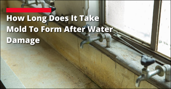 Mold Growth Life Span After Water Damage | Hammer Restoration
