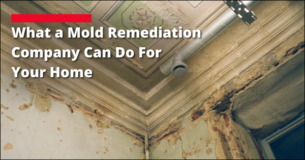 What Can A Mold Remediation Company Do For You | Hammer