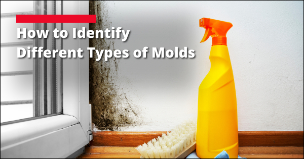 Identifying Types of Molds | mold remediation services | Hammer