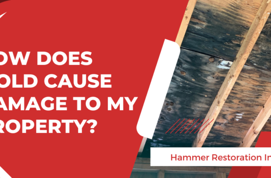 Can Mold Cause Damage to My Property | Hammer Restoration