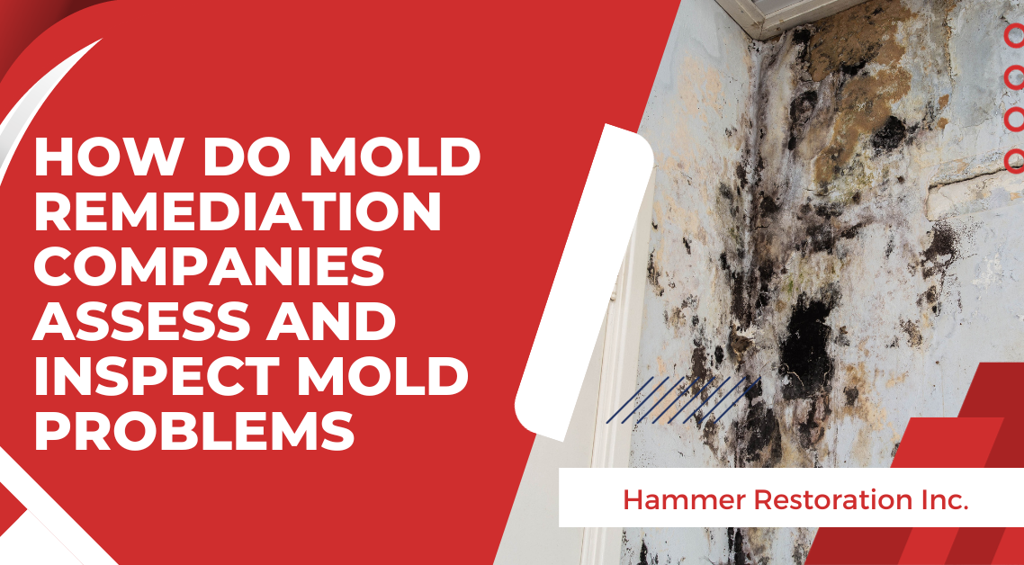 Mold Remediation Companies: How They Assess Mold | Hammer