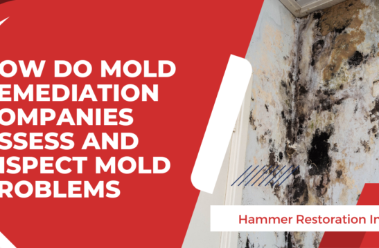 Mold Remediation Companies: How They Assess Mold | Hammer
