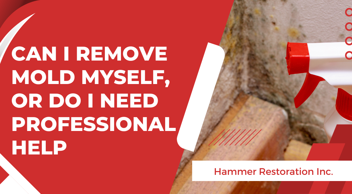 DIY vs Professional Mold Removal | Restoration Company | Hammer