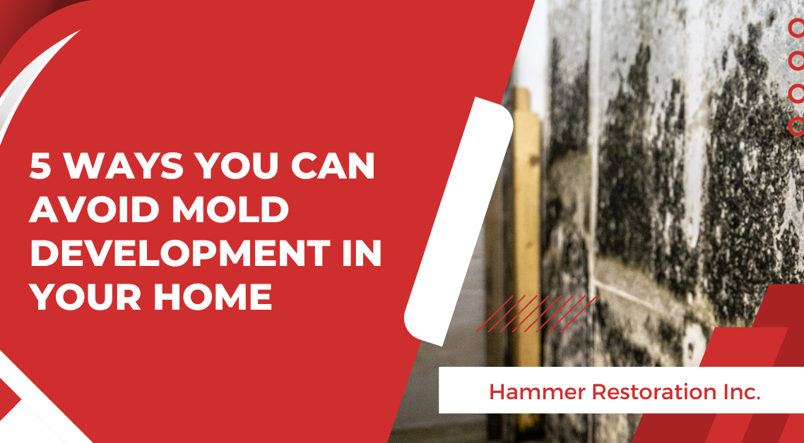 Avoid Mold Growth With Mold Remediation Companies | Hammer