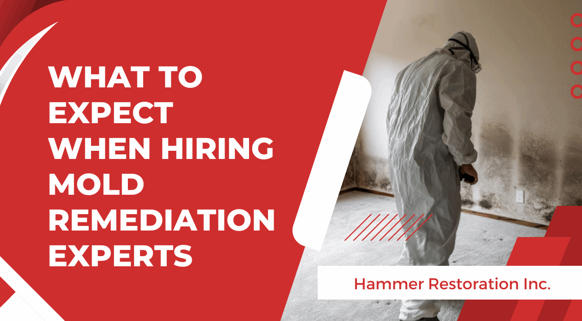 What to Expect When Hiring Mold Remediation Experts