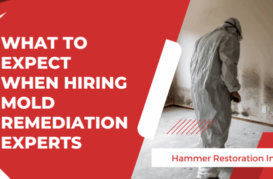 What to Expect When Hiring Mold Remediation Experts