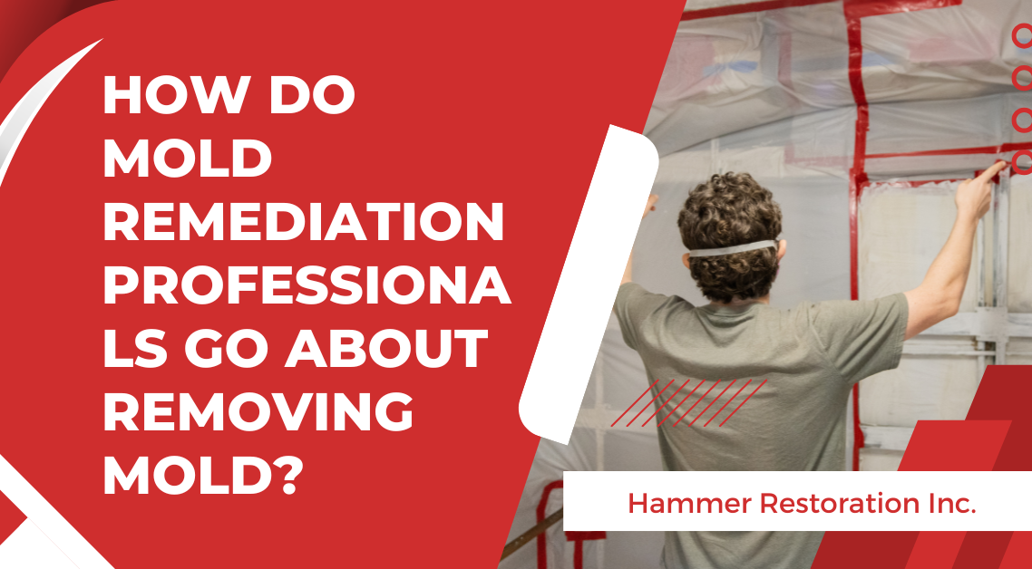How Mold Remediation Professionals Go About Removing Mold