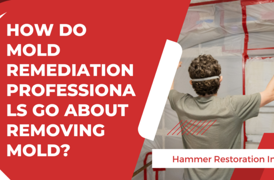 How Mold Remediation Professionals Go About Removing Mold